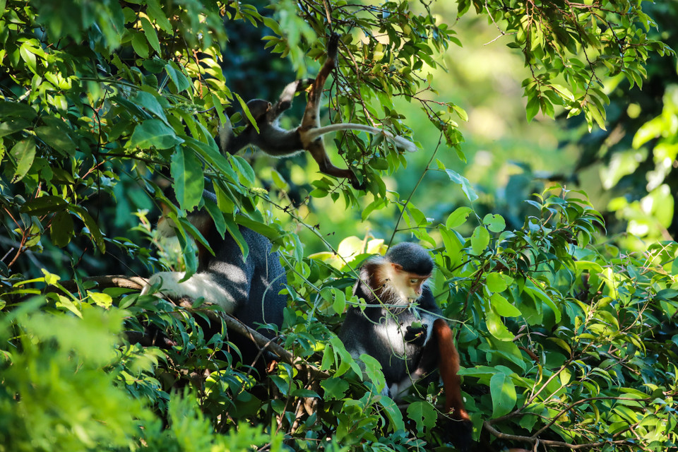 Hiện có hơn 400 cá thể Voọc chà vá chân nâu sinh sống khắp Bán đảo Sơn Trà