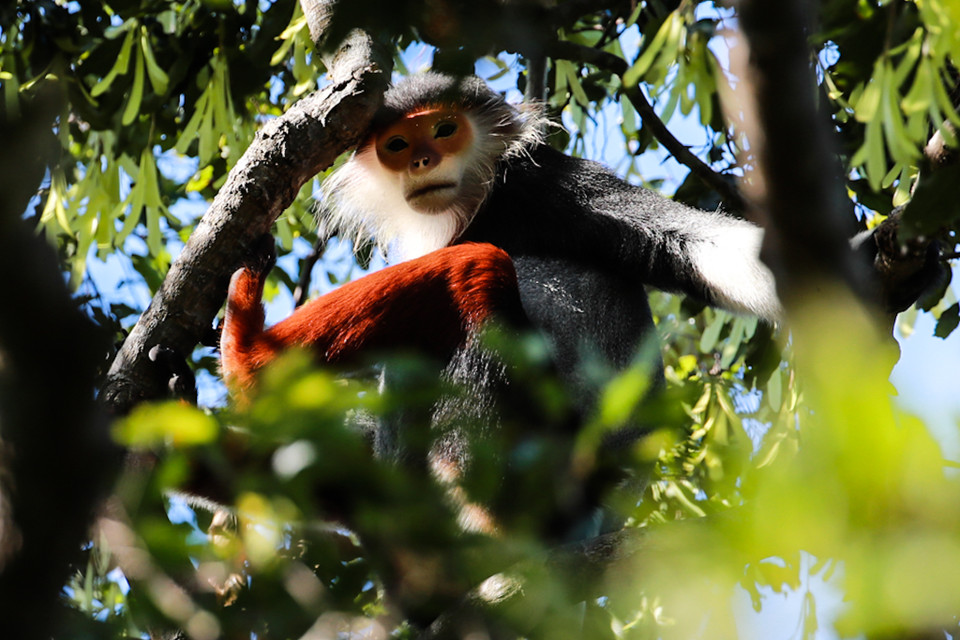 Màu sắc rực rỡ của Voọc chà vá chân nâu
