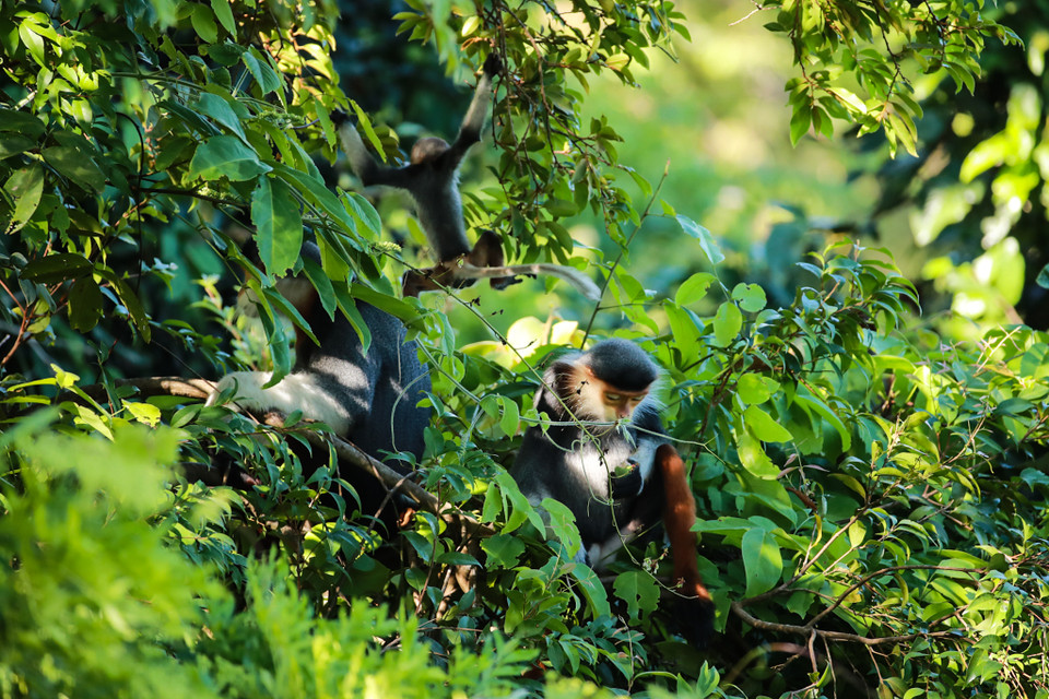 Chúng ra ngoài kiếm ăn vào hai thời điểm trong ngày là sáng sớm và chiều tà