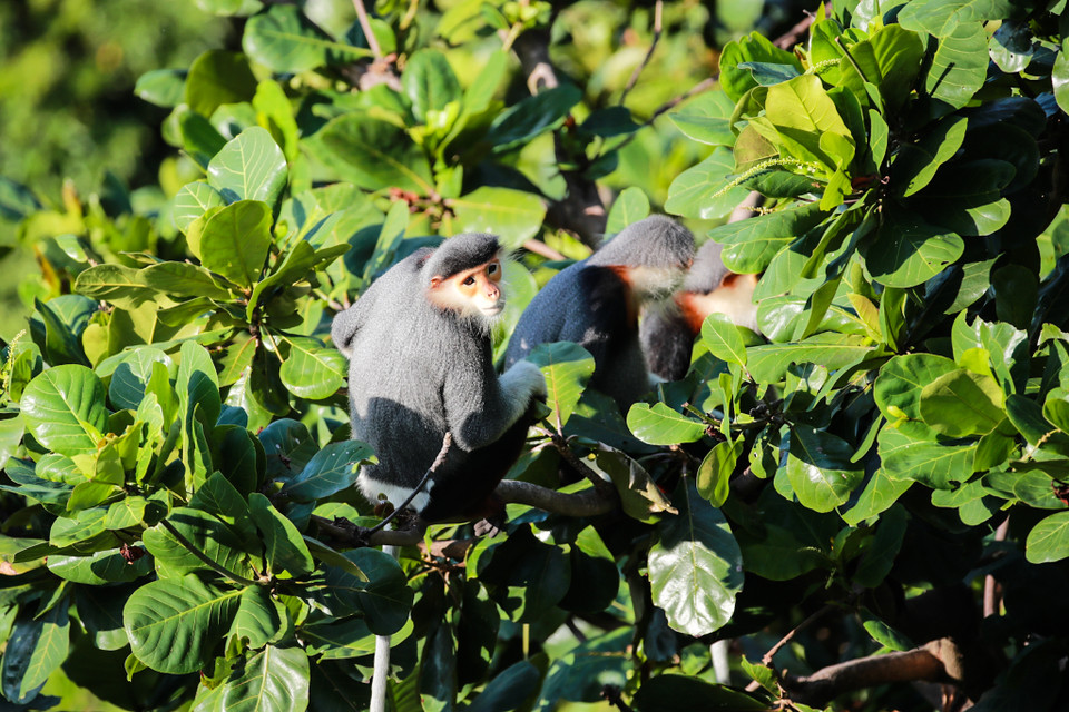 Voọc sống theo bầy đàn và luôn tuân thủ theo 'kỷ luật' của con đầu đàn