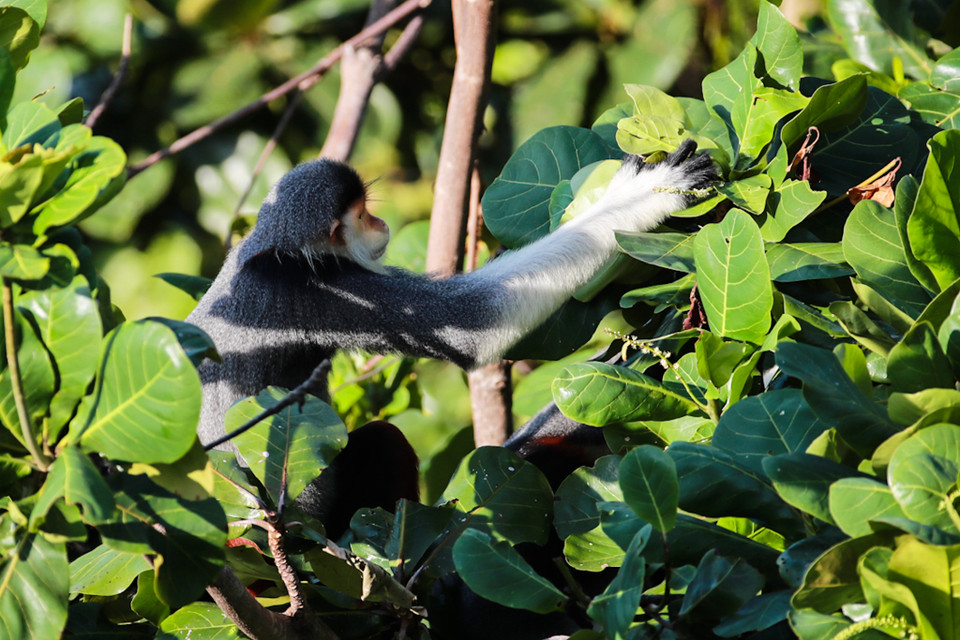Những chú Voọc là niềm cảm hứng bất tận của 'Hội ảnh Voọc Sơn Trà'