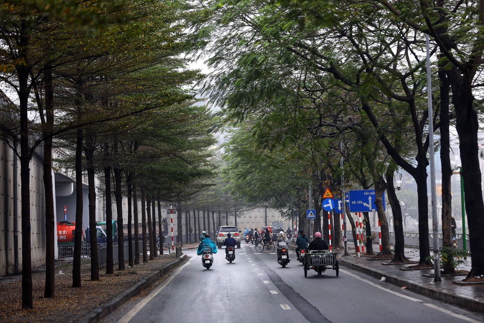 Đường Bưởi khoác tấm áo mới đẹp khác lạ dưới trời mưa bụi. (Ảnh: Huy Hùng/TTXVN)