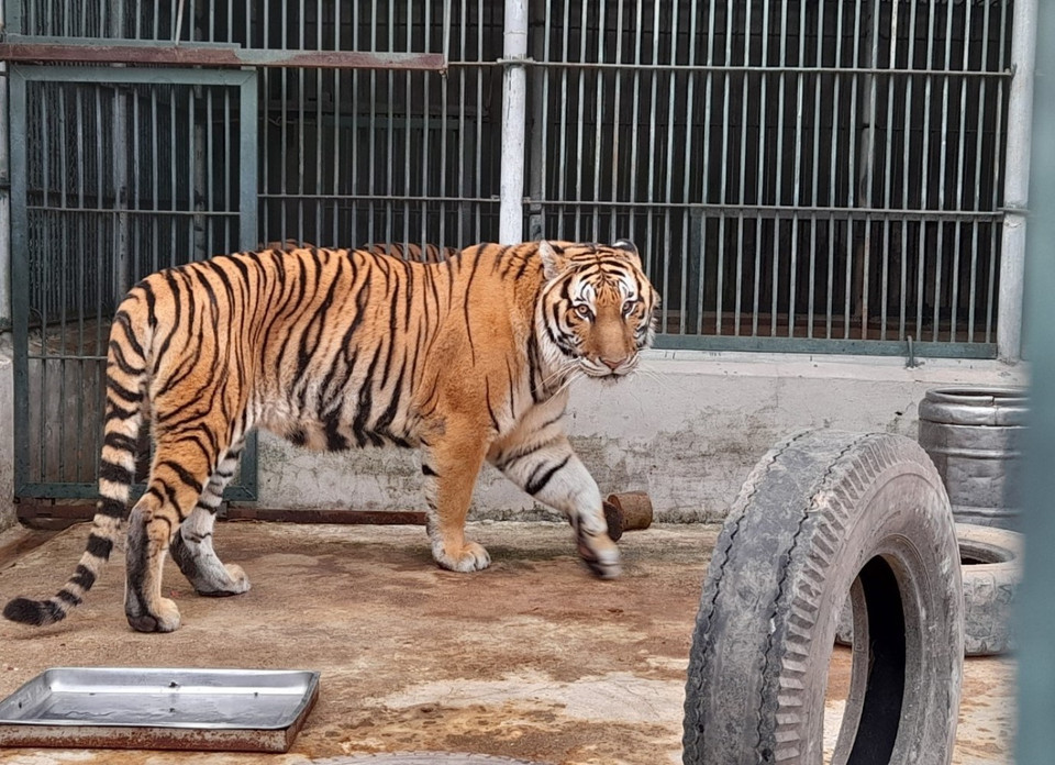 Một số loài động vật hoang dã đặc biệt quý, hiếm, hiện đang được chăm sóc tại “trung tâm cứu hộ đa loài” lớn nhất Việt Nam như: Hổ, gấu, các loài linh trưởng, khỉ, rái cá, hồng hoàng, rùa, mèo rừng, rắn... (Ảnh: Hùng Võ/Vietnam+)
