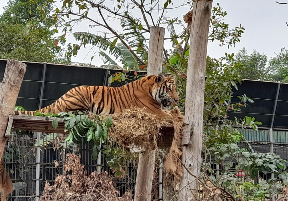 Riêng loài hổ, hiện Trung tâm cứu hộ động vật hoang dã Hà Nội đang chăm 36 cá thể. Đây cũng là trung tâm cứu hộ hổ với số lượng cá thể lớn nhất nước. (Ảnh: Hùng Võ/Vietnam+)