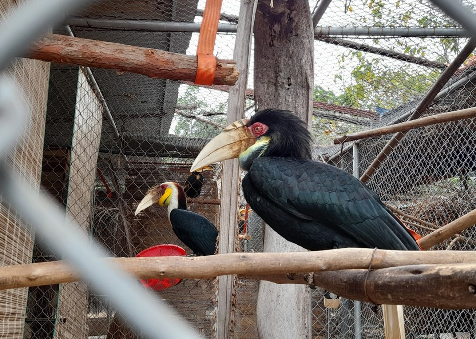 Các cá thể chim hồng hoàng thư gian sau khi đã dùng xong bữa sáng. (Ảnh: Hùng Võ/Vietnam+)