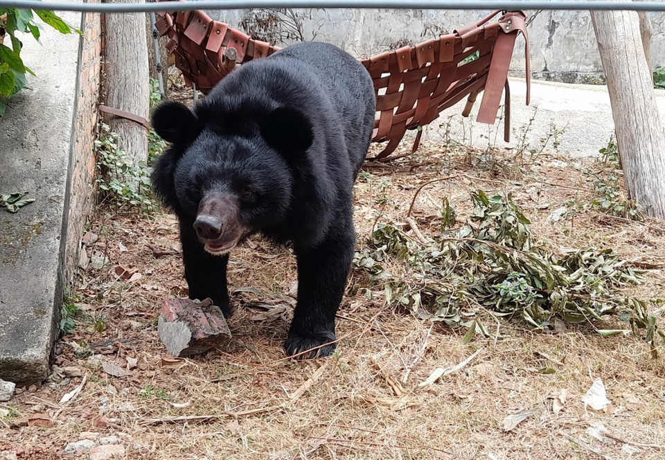 Trung tâm Cứu hộ động vật hoang dã Hà Nội được thành lập từ năm 1996 và được tổ chức lại vào năm 2013 của Ủy ban Nhân dân thành phố Hà Nội. (Ảnh: Hùng Võ/Vietnam+)