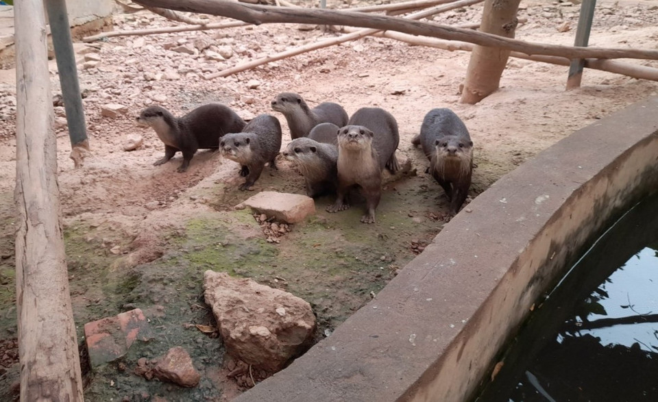 Một tốp các cá thể rái cá say sưa ngắm nhìn khách tới thăm. Rái cá là loài động vật thuộc nhóm 1B, nằm trong danh mục sách đỏ động vật Việt Nam. (Ảnh: Hùng Võ/Vietnam+)