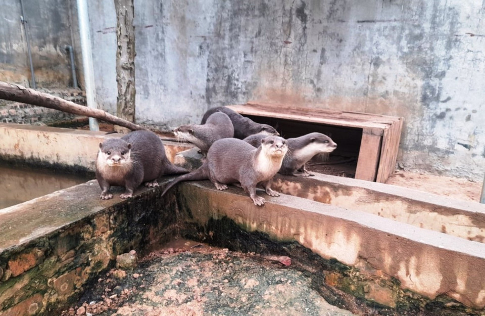 Trung tâm cứu hộ động vật hoang dã Hà Nội đang chăm sóc hơn 450 cá thể động vật hoang dã có tên trong Danh mục Sách Đỏ Việt Nam, thuộc gần 40 loài khác nhau. Trong ảnh là các cá thể rái cá đang nhìn “khách lạ.” (Ảnh: Hùng Võ/Vietnam+)