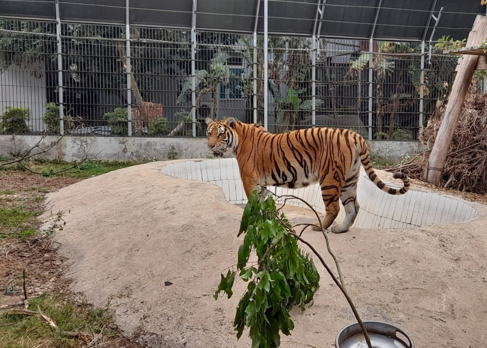 Trong thời gian qua, Trung tâm cứu hộ động vật hoang dã Hà Nội đã tiến hành tái thả thành công rất nhiều loài động vật hoang dã về lại môi trường tự nhiên. (Ảnh: Hùng Võ/Vietnam+)