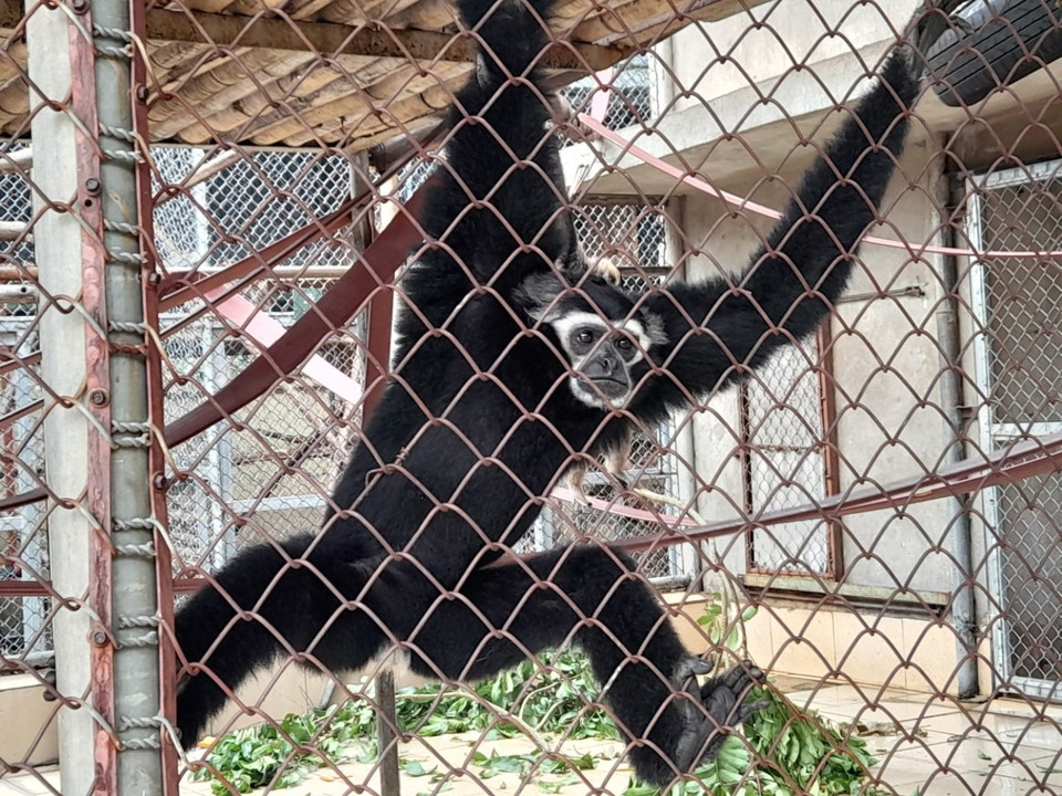 Hằng ngày, các cá thể động vật hoang dã được nhân viên trung tâm khám sức khỏe và cho ăn uống, thức ăn phổ biến là các loài lá, hoa quả. (Ảnh: Hùng Võ/Vietnam+)