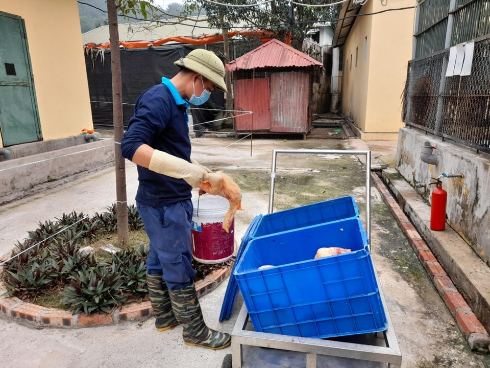 Hằng ngày, các cá thể hổ được ăn theo khẩu phần riêng, bằng các loại thịt gà, thịt bò, xương lợn, với tổng trọng lượng trên 5kg/cá thể. (Ảnh: Hùng Võ/Vietnam+)