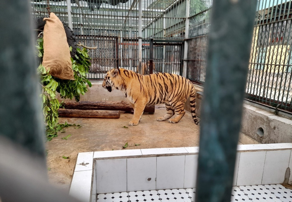 Ngoài ra, trong mỗi "gian phòng," các nhân viên Trung tâm còn tạo “sân chơi” riêng phù hợp với sở thích của từng loài, để giúp các loài thư giãn, giảm stress. (Ảnh: Hùng Võ/Vietnam+)