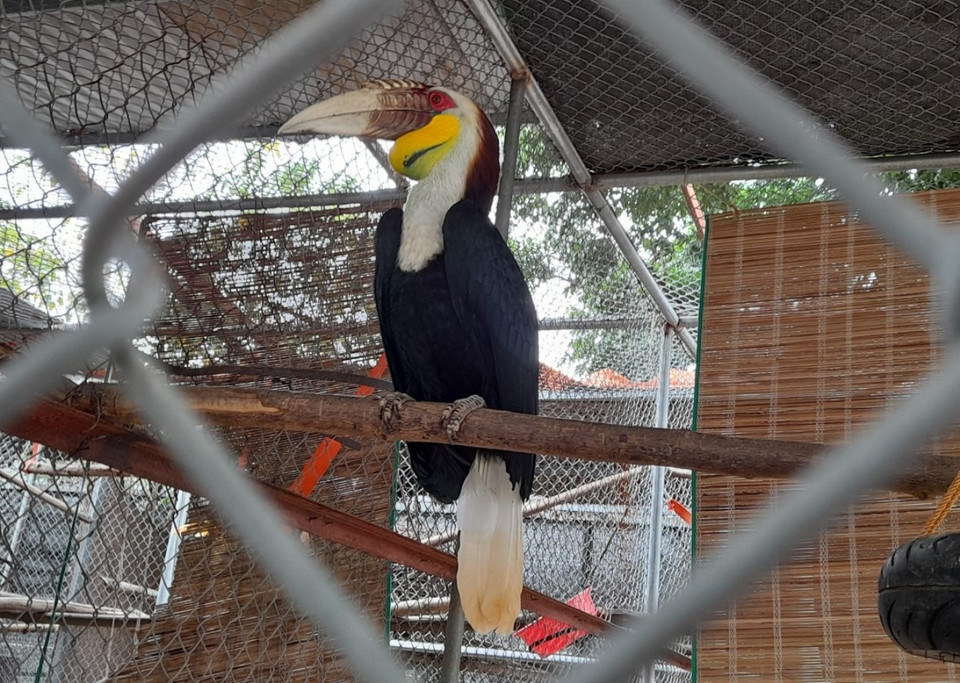 Đây là một trong những đơn vị đầu tiên trên cả nước được thành lập thực hiện chức năng cứu hộ, bảo tồn, nhân nuôi sinh sản, nghiên cứu nguồn động vật hoang dã các thế hệ sau. Trong ảnh là cá thể hồng hoàng. (Ảnh: Hùng Võ/Vietnam+)