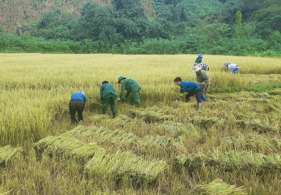 Lực lượng bộ đội biên phòng Đồn Biên phòng cửa khẩu quốc tế Tây Trang cùng người dân bản Na Láy (xã Na Ư, huyện Điện Biên, tỉnh Điện Biên) gặt lúa. (Ảnh: TTXVN phát)