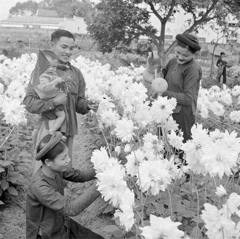 Nông dân làng Ngọc Hà chăm sóc hoa để chuẩn bị bán ra thị trường Tết. (Ảnh: TTXVN)