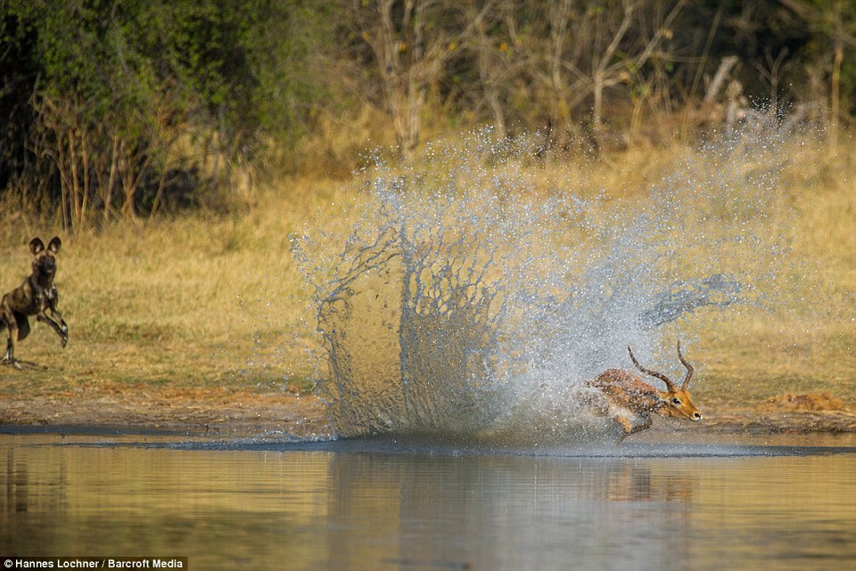 Bị chú chó hoang truy đuổi, con linh dương quyết định nhảy xuống sông. (Nguồn: Barcroft Media)