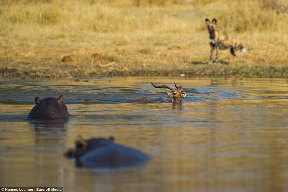 Bị chú chó hoang truy đuổi, con linh dương quyết định nhảy xuống sông. (Nguồn: Barcroft Media)