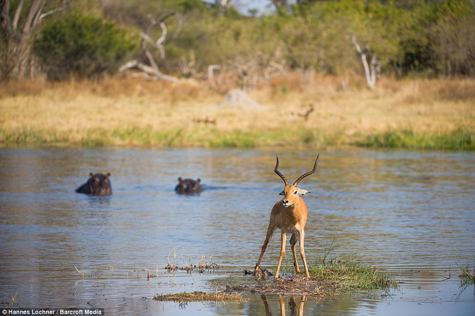 May mắn cho linh dương khi nó đã nhanh nhẹn nhảy lên một mô đất gần đó. (Nguồn: Barcroft Media)