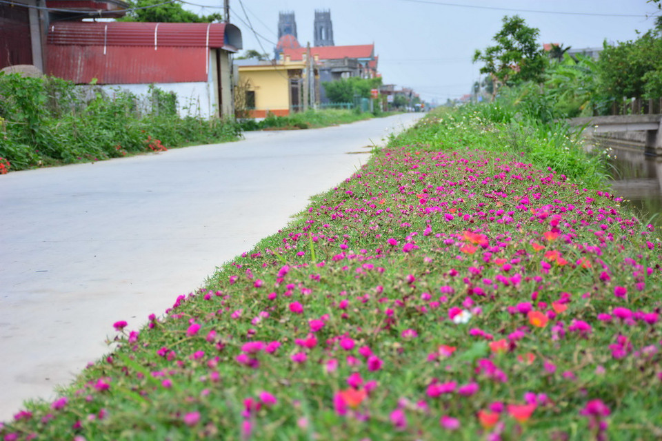 Đường hoa vào các xóm tại xã Hải Đông, huyện Hải Hậu, Nam Định. (Ảnh: Công Luật/TTXVN)