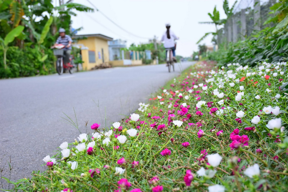 Đường hoa vào các xóm tại xã xã Hải Quang, huyện Hải Hậu, Nam Định. (Ảnh: Công Luật/TTXVN)
