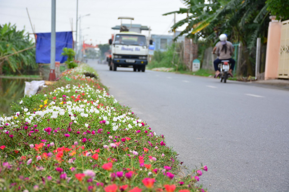 Đường hoa mười giờ tại xã Hải Tây, huyện Hải Hậu, Nam Định. (Ảnh: Công Luật/TTXVN)