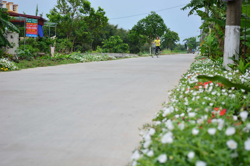 Đường hoa mười giờ tại xã Hải Tây, huyện Hải Hậu, Nam Định. (Ảnh: Công Luật/TTXVN)