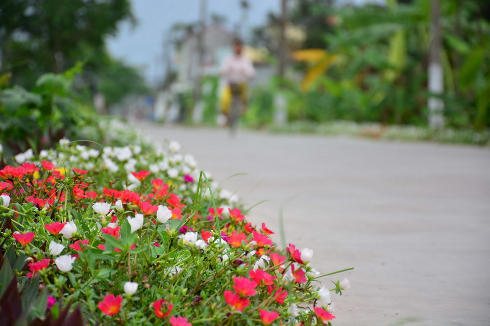 Đường hoa mười giờ tại xã Hải Tây, huyện Hải Hậu, Nam Định. (Ảnh: Công Luật/TTXVN)