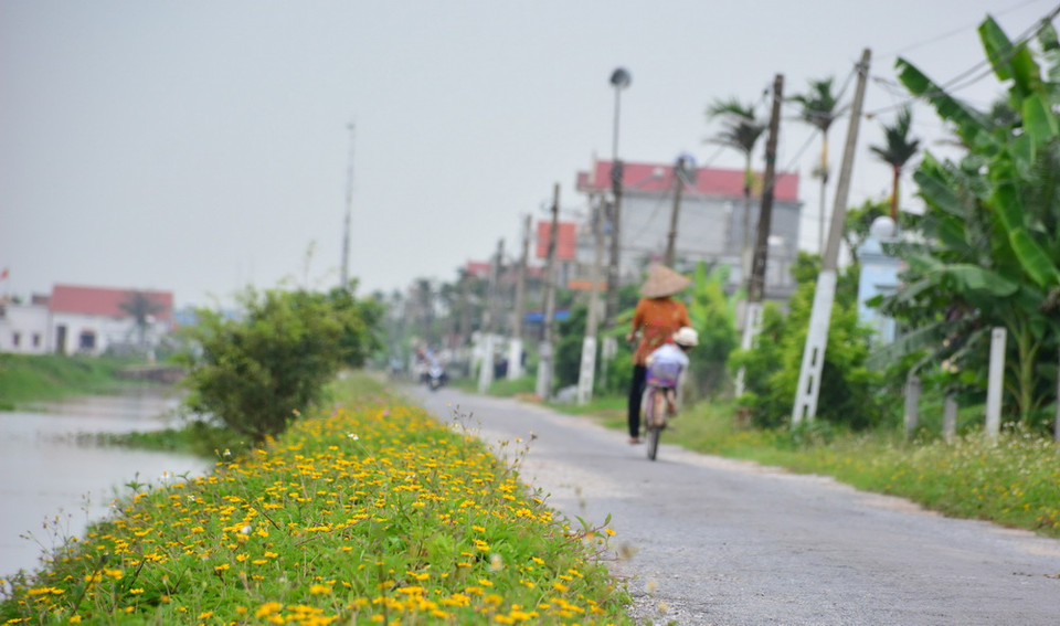 Đường hoa vào các xóm tại xã Hải Quang, huyện Hải Hậu, Nam Định. (Ảnh: Công Luật/TTXVN)