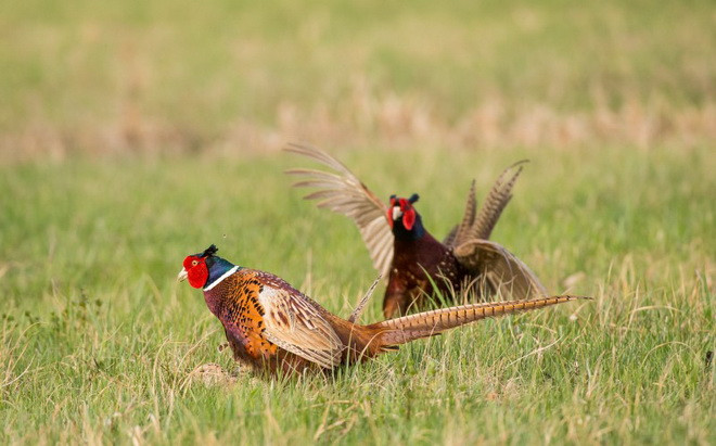 Khi thấy kẻ thù cố ve vãn bạn đời của mình, chú chim trĩ đã quyết định tấn công. (Nguồn: Caters News Agency)