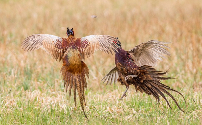 Cả hai đều tung ra những miếng đòn hết sức ác hiểm. (Nguồn: Caters News Agency)
