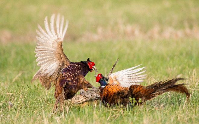 Hai con chim trĩ dùng đôi chân sắc nhọn để chiến đấu. (Nguồn: Caters News Agency)