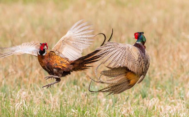 Cuộc chiến kết thúc khi con chim trĩ phá đám bỏ đi. (Nguồn: Caters News Agency)