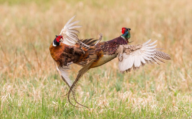 Nhiếp ảnh gia Ingo cho biết, tại khu vực trên có rất nhiều chim trĩ sinh sống. (Nguồn: Caters News Agency)