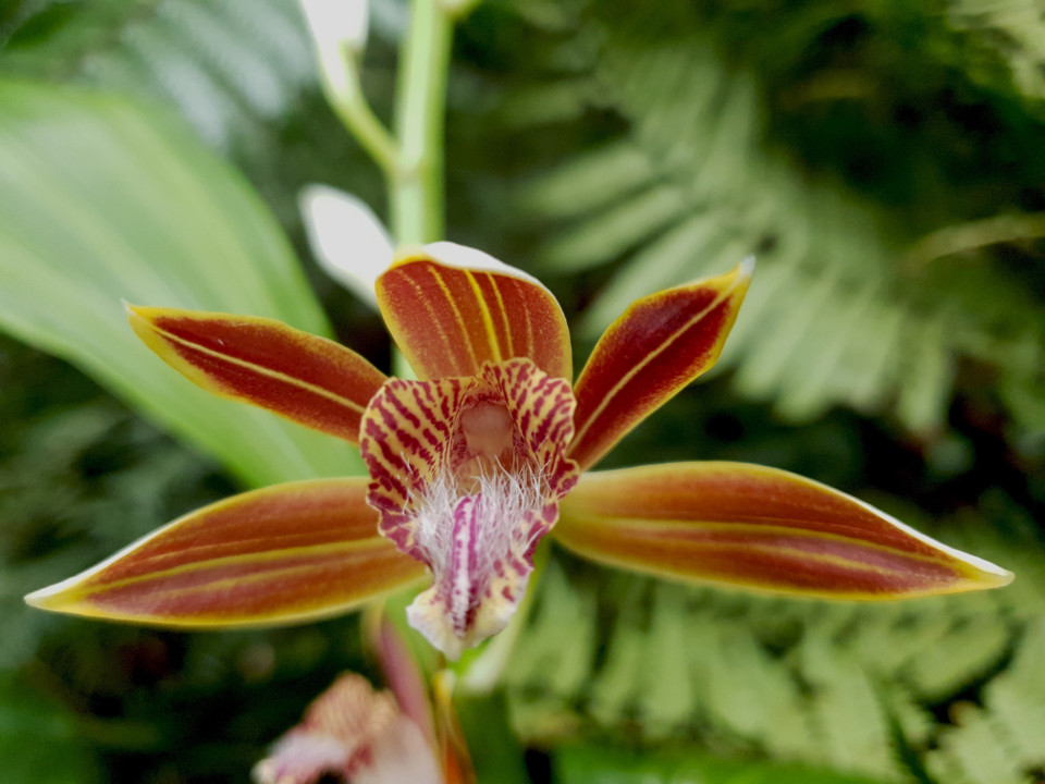 Hệ thực vật phong phú, đa dạng tại Vườn Quốc gia Kon Ka Kinh (một trong hai vùng lõi của Khu Dự trữ Sinh quyển Thế giới Cao Nguyên Kon Hà Nừng) (Ảnh: TTXVN phát)