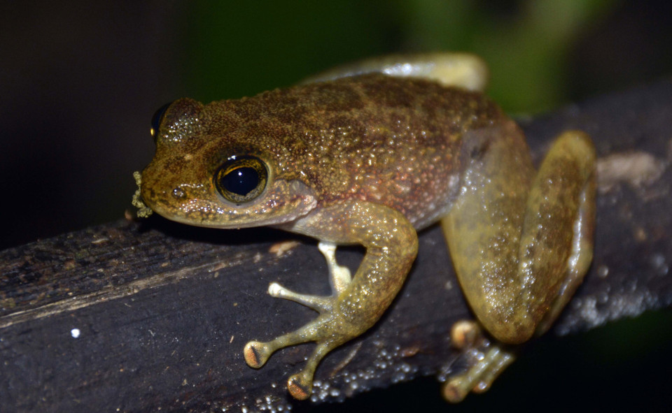 Loài Ếch bám đá gai ngực (tên khoa học Amolops spinapectoralis) tại Vườn Quốc gia Kon Ka Kinh (một trong hai vùng lõi của Khu Dự trữ Sinh quyển Thế giới Cao Nguyên Kon Hà Nừng). (Ảnh: TTXVN phát)