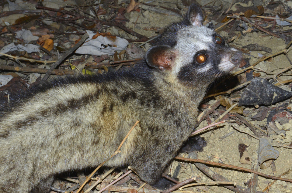 Loài Cầy hương (tên khoa học Viverricula indica) tại Vườn Quốc gia Kon Ka Kinh (một trong hai vùng lõi của Khu Dự trữ Sinh quyển Thế giới Cao Nguyên Kon Hà Nừng). (Ảnh: TTXVN phát)