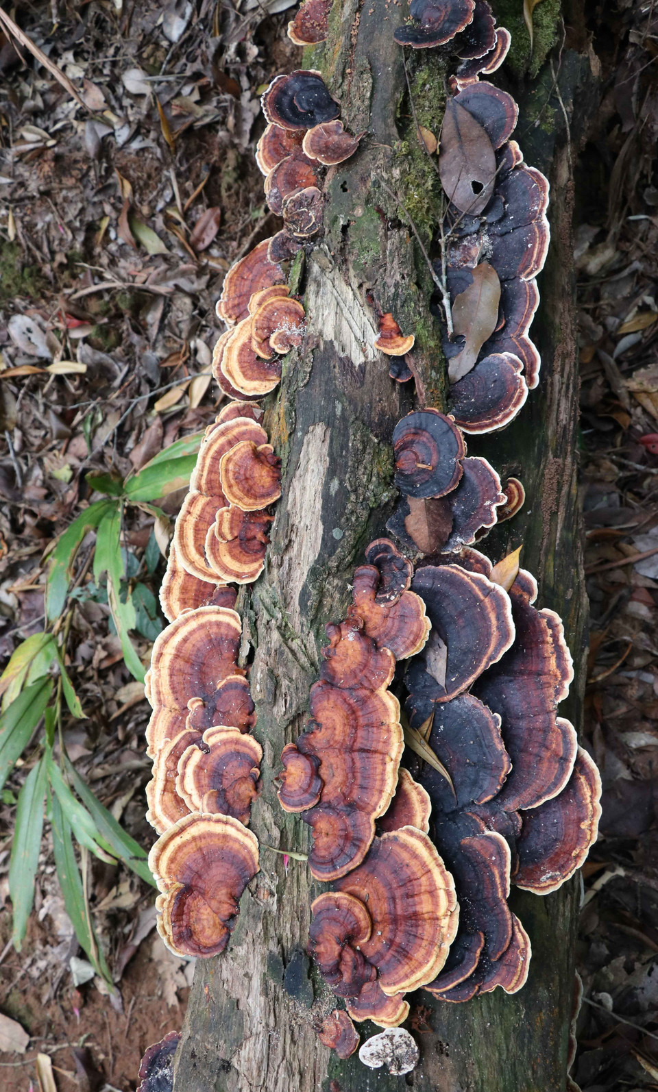 Hệ thực vật đa dạng, phong phú tại Vườn Quốc gia Kon Ka Kinh (một trong hai vùng lõi của Khu Dự trữ Sinh quyển Thế giới Cao Nguyên Kon Hà Nừng). (Ảnh: Hồng Điệp/TTXVN)