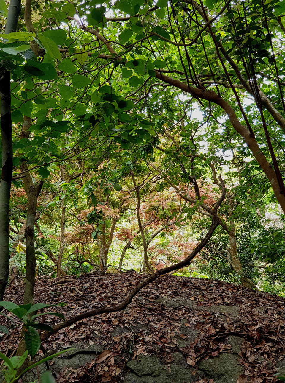 Hệ thực vật phong phú, đa dạng tại Vườn Quốc gia Kon Ka Kinh (một trong hai vùng lõi của Khu Dự trữ Sinh quyển Cao nguyên Kon Hà Nừng). (Ảnh: TTXVN phát)