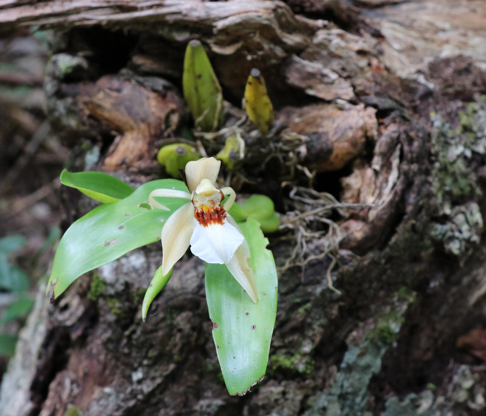 Hệ thực vật phong phú, đa dạng tại Vườn Quốc gia Kon Ka Kinh (một trong hai vùng lõi của Khu Dự trữ Sinh quyển Cao nguyên Kon Hà Nừng). (Ảnh: Hồng Điệp/TTXVN)