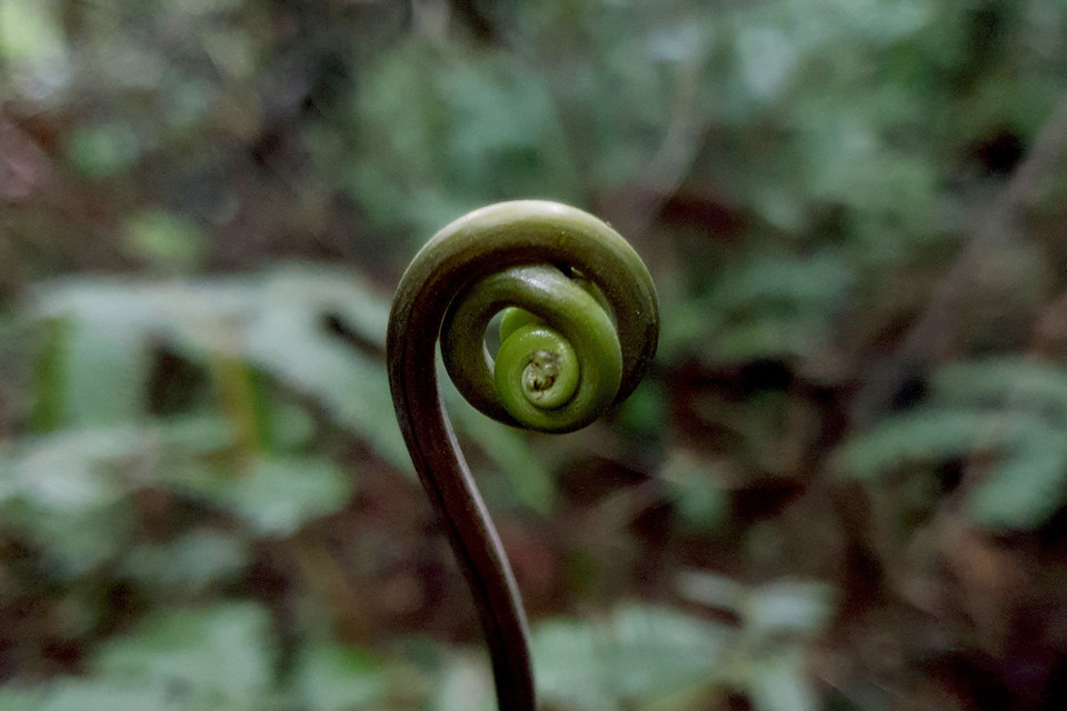 Hệ thực vật phong phú, đa dạng tại Vườn Quốc gia Kon Ka Kinh (một trong hai vùng lõi của Khu Dự trữ Sinh quyển Thế giới Cao Nguyên Kon Hà Nừng). (Ảnh: TTXVN phát)