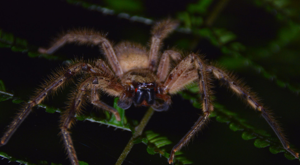 Loài nhện Araneae sp tại Vườn Quốc gia Kon Ka Kinh (một trong hai vùng lõi của Khu Dự trữ Sinh quyển Thế giới Cao Nguyên Kon Hà Nừng). (Ảnh: TTXVN phát)