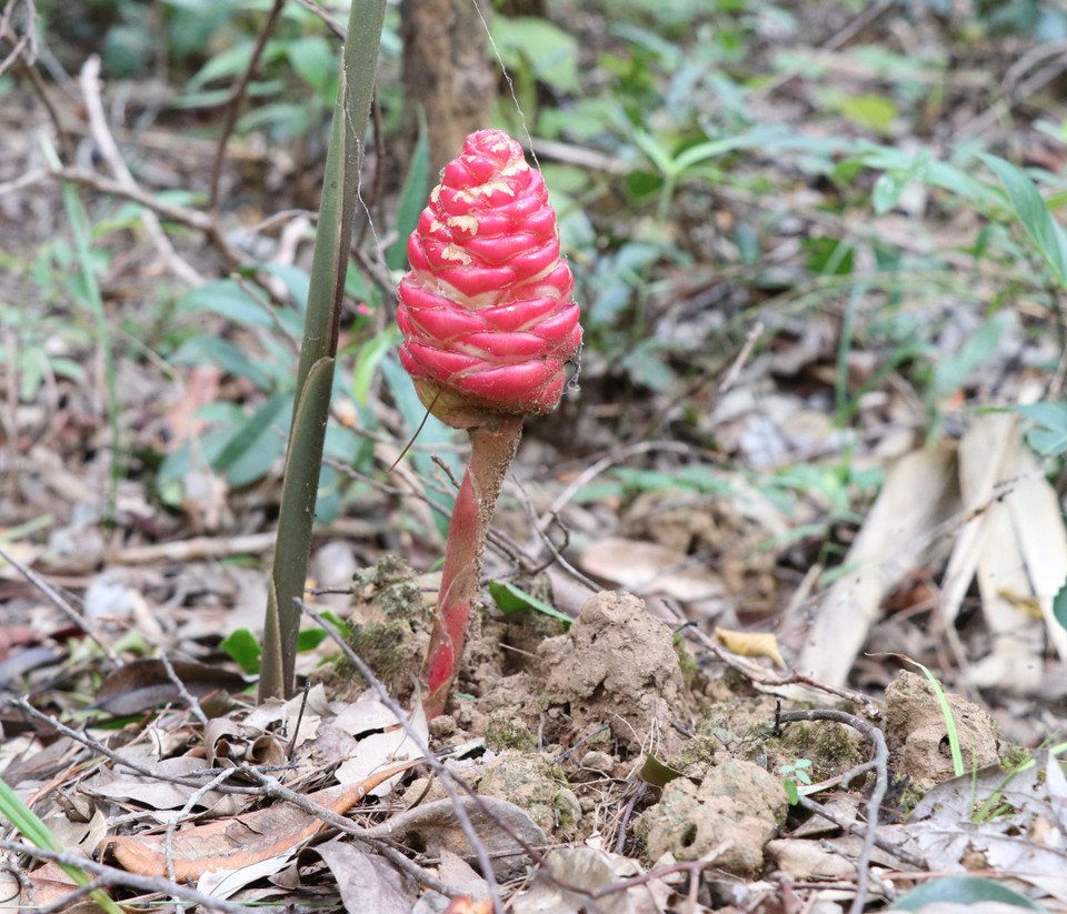 Hệ thực vật phong phú, đa dạng tại Vườn Quốc gia Kon Ka Kinh (một trong hai vùng lõi của Khu Dự trữ Sinh quyển Thế giới Cao Nguyên Kon Hà Nừng) (Ảnh: Hồng Điệp/TTXVN)