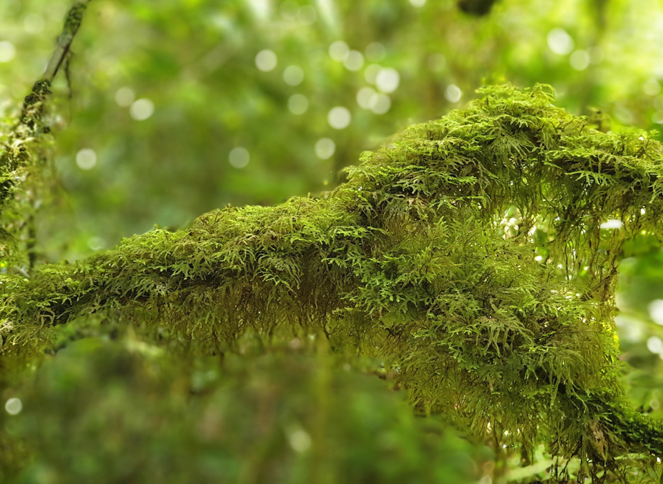 Hệ thực vật phong phú, đa dạng tại Vườn Quốc gia Kon Ka Kinh (một trong hai vùng lõi của Khu Dự trữ Sinh quyển Cao nguyên Kon Hà Nừng). (Ảnh: TTXVN phát)