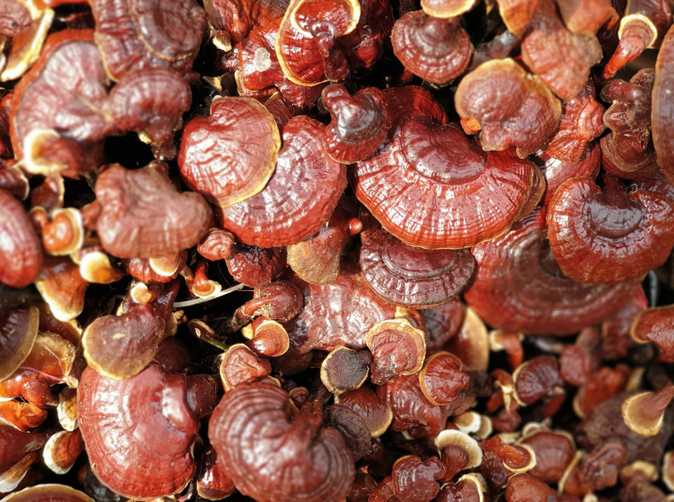 Hệ thực vật phong phú, đa dạng tại Vườn Quốc gia Kon Ka Kinh (một trong hai vùng lõi của Khu Dự trữ Sinh quyển Cao nguyên Kon Hà Nừng). (Ảnh: TTXVN phát)