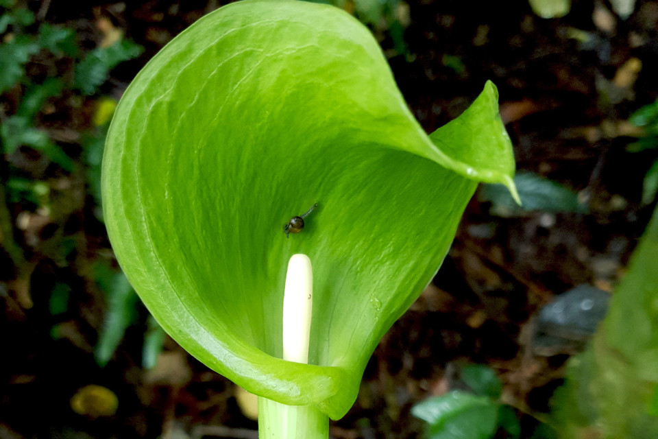 Hệ thực vật phong phú, đa dạng tại Vườn Quốc gia Kon Ka Kinh (một trong hai vùng lõi của Khu Dự trữ Sinh quyển Thế giới Cao Nguyên Kon Hà Nừng). (Ảnh: TTXVN phát)