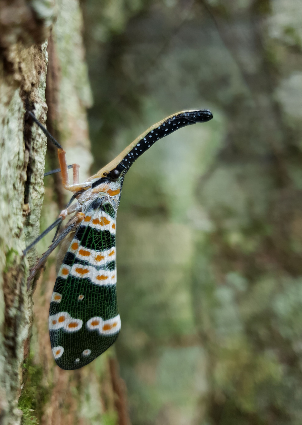 Loài Vòi voi (tên khoa học Cosmopolites sordidus) tại Vườn Quốc gia Kon Ka Kinh (một trong hai vùng lõi của Khu Dự trữ Sinh quyển Thế giới Cao nguyên Kon Hà Nừng). (Ảnh: TTXVN phát)