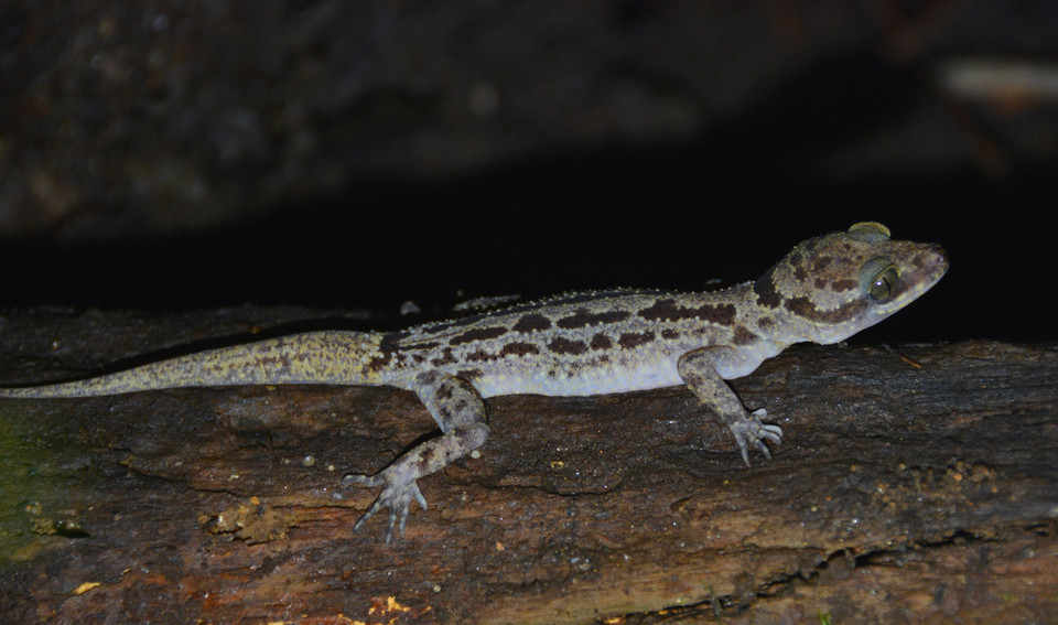 Loài thằn lằn ngón (tên khoa học Cyrtodactylus sp) tại Vườn Quốc gia Kon Ka Kinh (một trong hai vùng lõi của Khu Dự trữ Sinh quyển Thế giới Cao Nguyên Kon Hà Nừng). (Ảnh: TTXVN phát)