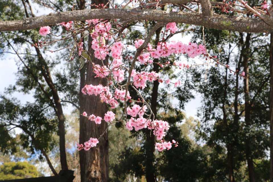 Hàng nghìn cánh hoa anh đào các loại khoe sắc trong lễ hội hoa anh đào Sydney 2019. (Ảnh: Nguyễn Minh/Vietnam+)