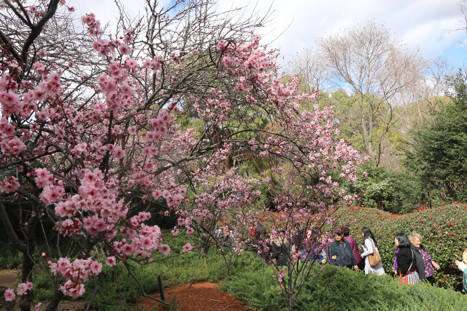 Lễ hội hoa anh đào Sydney 2019 thu hút hàng trăm nghìn khách thăm quan du lịch đến thưởng thức. (Ảnh: Nguyễn Minh/Vietnam+)
