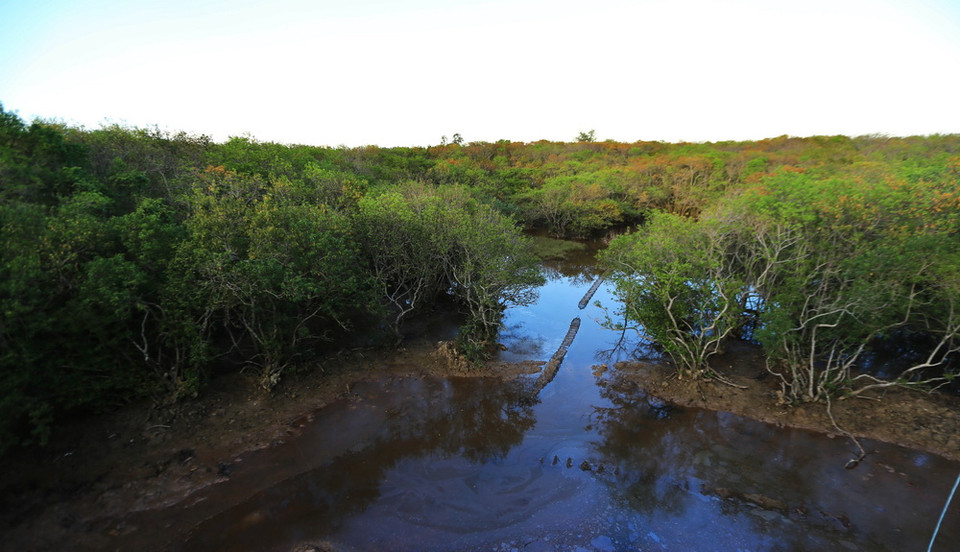 Cùng với việc bảo vệ rừng chá nguyên sinh, chính quyền địa phương đã triển khai trồng mới trên 5ha các loại dừa nước, cây đước, sú để tạo đa dạng sinh học cho khu rừng, thu hút du khách. (Ảnh: Hồ Cầu/TTXVN)
